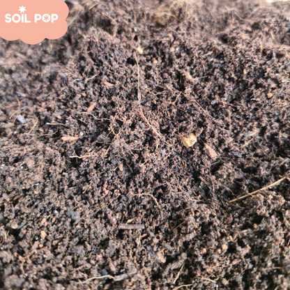 cocopeat price 1 kg