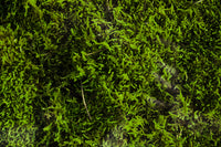 Sphagnum Moss