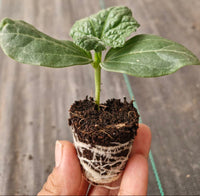 Soil